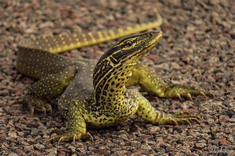 yellow spotted lizard diet|Yellow Spotted Lizard .